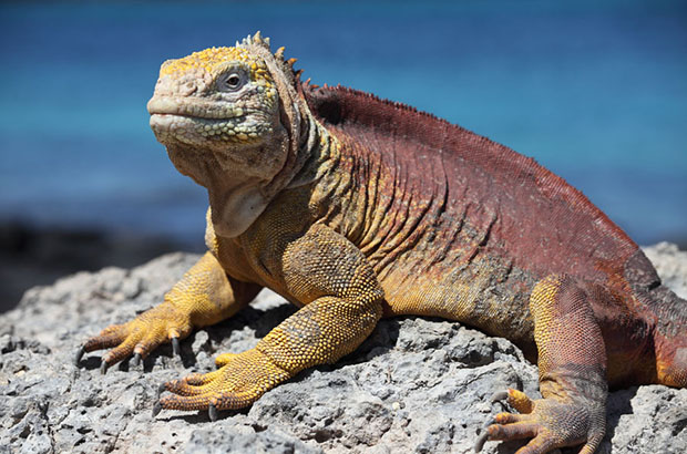 Read more about the article Filming Iguanas in the Galapagos